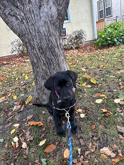 Bella, our puppy